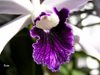 Laelia Pulcherrima 'coerulea' (laelia lobata x laelia purpurata) 